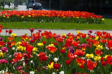 Laleler. Zambak familyasının soğan çiçekli bir bitkisi. Cesurca renklendirilmiş fincan şeklinde çiçekleri var..