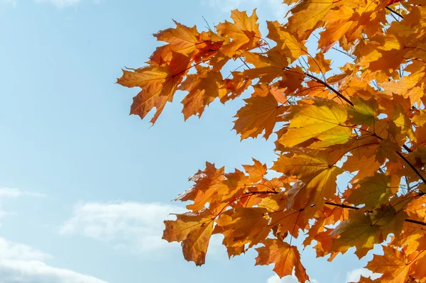 Осень Осень Листопад Падение Листа Третий Сезон Года Собирают Урожай — стоковое фото