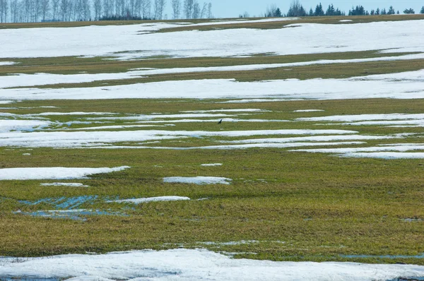 Spring Snow Last Winter Trees — Stock Photo, Image