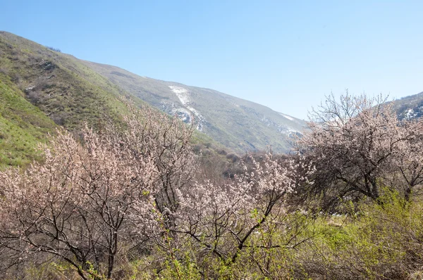 Primavera de montaña. Kazajstán. Tien Shan. Hermoso paisaje con vistas a la montaña — Foto de Stock