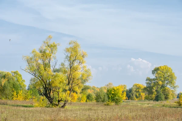 Wonderful Time Fall Golden Leaves Warm Days — Stock Photo, Image