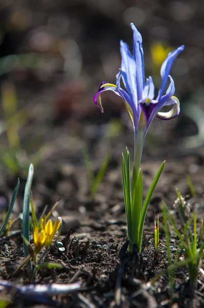 Iris Pumila Die Göttin Des Regenbogens Die Als Botschafterin Der — Stockfoto