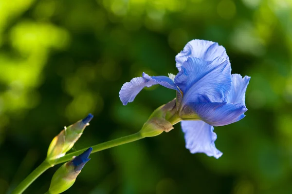 Gladiole Schwertlilie Gladiole Froh Eine Alte Weltpflanze Aus Der Familie — Stockfoto