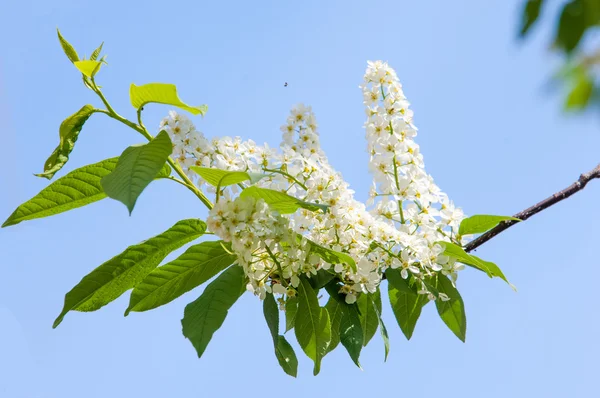 Bird cherry flowers. bird-cherry tree