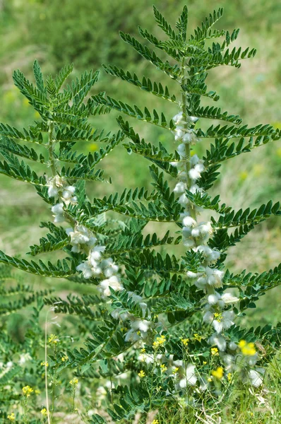 Astragalus Milkvetch Keçi Thorn Sarmaşık Gibi Astragalus Sieversianus Kazakistan Tien — Stok fotoğraf