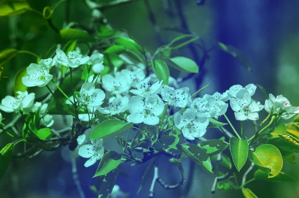 Spring. apple Trees in Blossom. flowers of apple. white blooms of blossoming tree close up. Beautiful spring blossom of apple cherry tree with white flowers.