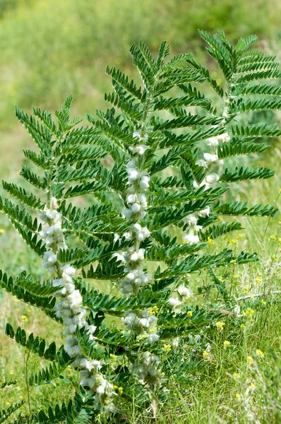 Astragalus Milkvetch Keçi Thorn Sarmaşık Gibi Astragalus Sieversianus Kazakistan Tien — Stok fotoğraf