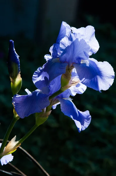 Glayöl Kılıç Lily Gladiole Sevindim Iris Ailesinin Kılıç Şeklinde Olan — Stok fotoğraf