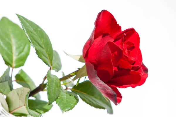 玫瑰一朵 玫瑰罗莎 — 图库照片