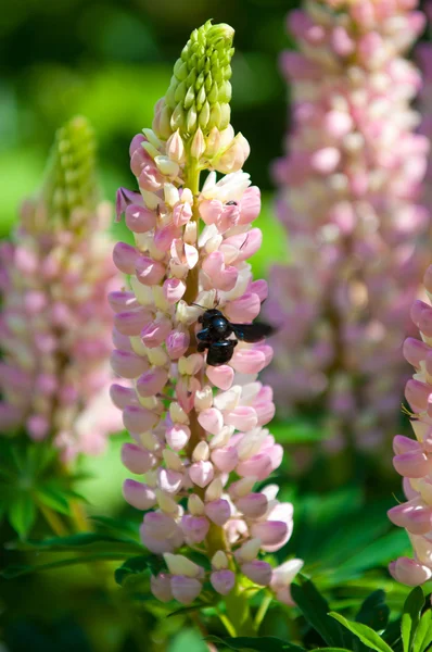 Lupin Lupin Växt Familjen Ärter Med Djupt Delade Blad Och — Stockfoto