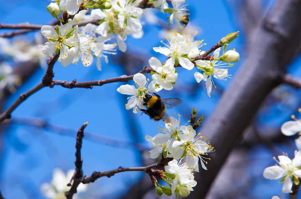 Lente Appelbomen Bloei Bloemen Van Apple Witte Bloemen Van Bloeiende — Stockfoto