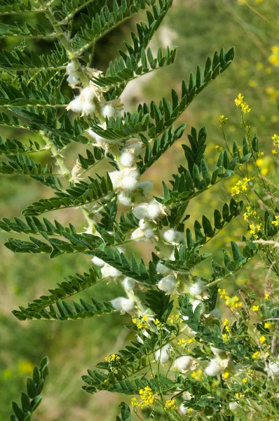 Astragalus Milkvetch Κατσικίσιο Αγκάθι Αμπέλου Όπως Astragalus Sieversianus Καζαχστάν Τιέν — Φωτογραφία Αρχείου