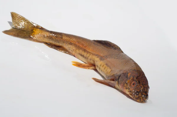Diptychus Maculatus Fisk Fanget Bjergstrøm - Stock-foto