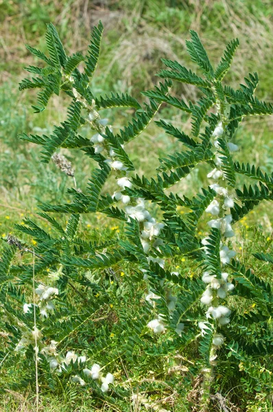 Астрагал Milkvetch Козлиная Шипа Виноград Astragalus Versianus Казахстан Тянь Шань — стоковое фото