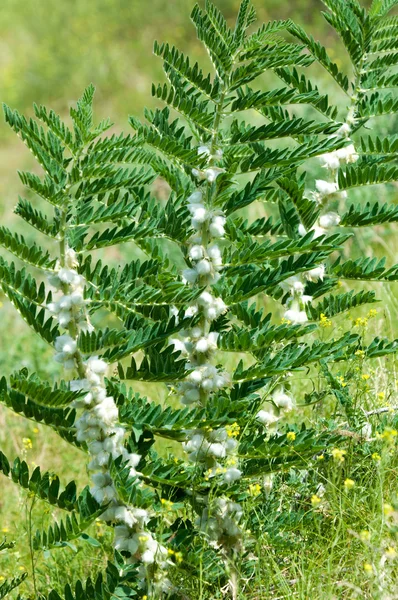 Астрагал Milkvetch Козлиная Шипа Виноград Astragalus Versianus Казахстан Тянь Шань — стоковое фото