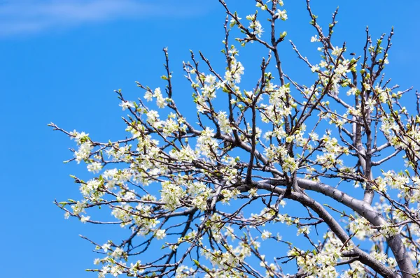 Spring. apple Trees in Blossom. flowers of apple. white blooms of blossoming tree close up. Beautiful spring blossom of apple cherry tree with white flowers.