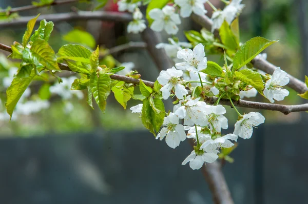 Primavera Manzanos Flor Flores Manzana Flores Blancas Árboles Florecientes Cerca — Foto de Stock