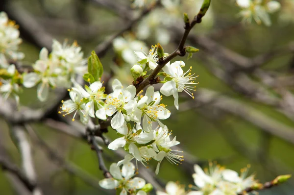 Våren Äppelträd Blom Blommor Apple Närbild Vita Blomningar Blommande Träd — Stockfoto