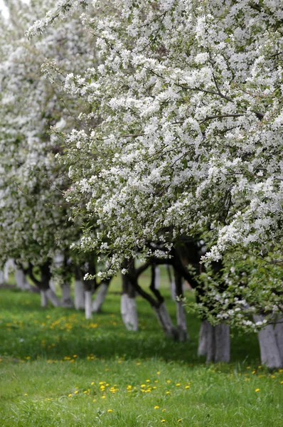 Spring. apple Trees in Blossom. flowers of apple. white blooms of blossoming tree close up. Beautiful spring blossom of apple cherry tree with white flowers.