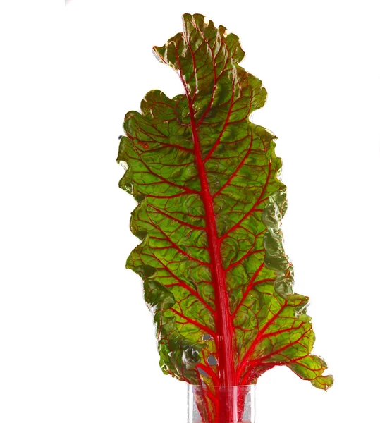 Blad bieten. fresh leaf beet root isolated on white background. Beetroot leaf. — Stock Photo, Image