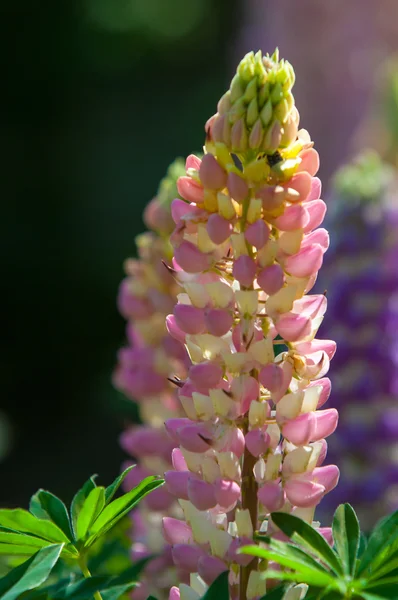 Lupin Lupin Växt Familjen Ärter Med Djupt Delade Blad Och — Stockfoto