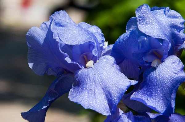 Gladiole Lys Épée Gladiole Heureux Une Plante Ancien Monde Famille — Photo