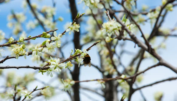 Frühling Apfelbäume Blühen Apfelblüten Weiße Blüten Blühender Bäume Aus Nächster — Stockfoto