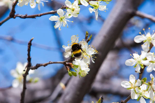 Весна Яблуні Цвітіння Квіти Яблука Білі Квіти Квітучого Дерева Крупним — стокове фото