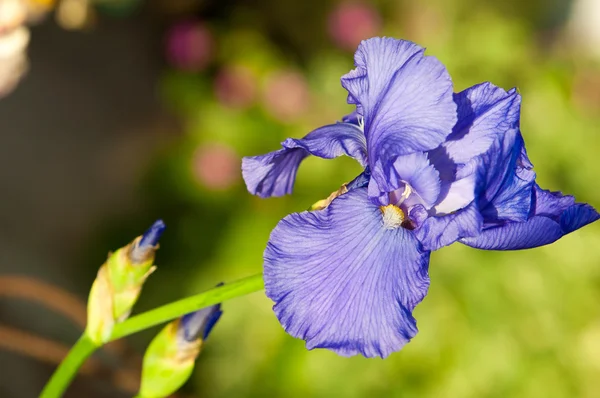 Gladiolo Azucena Espada Gladiolo Contento Una Planta Del Viejo Mundo — Foto de Stock