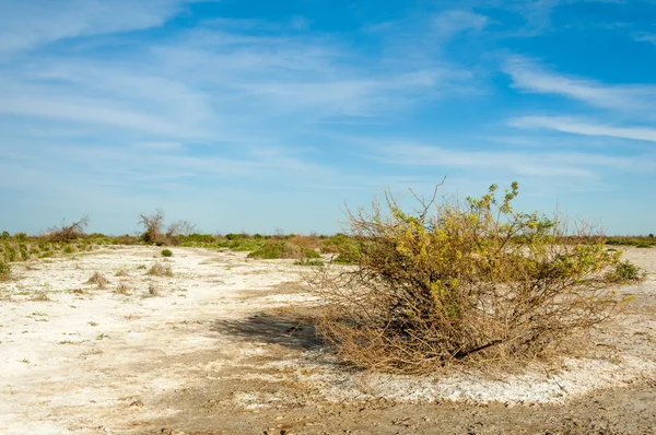 Αλατούχες Στέπες Νεκρών Φυτών Καυτό Καλοκαίρι Άψυχο Καμένης Γης Γυμνά — Φωτογραφία Αρχείου