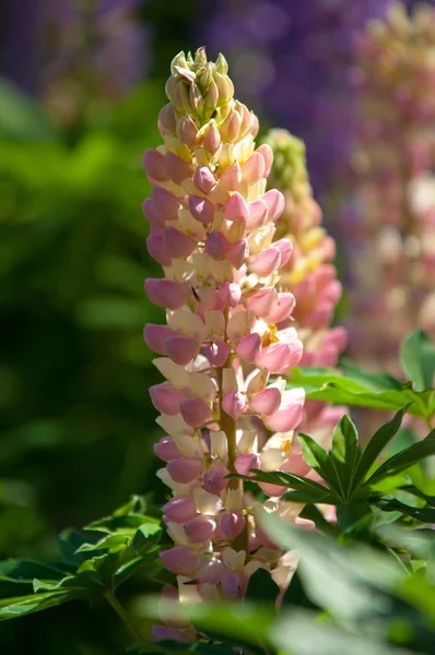 Acı Bakla Lupin Bir Bitki Bezelye Ailesinin Derin Bölünmüş Yaprakları — Stok fotoğraf