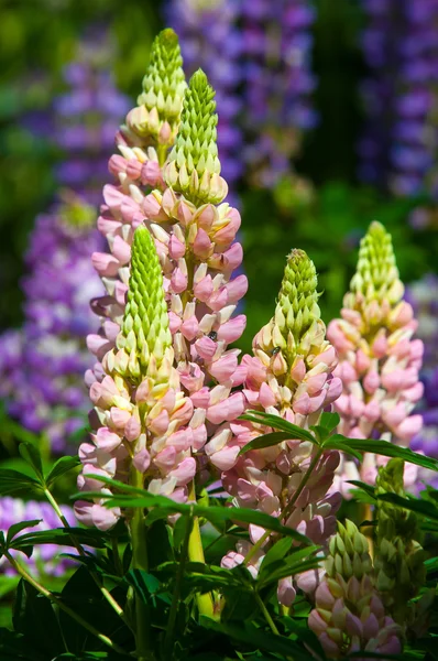 Lupine Lupin Plant Pea Family Deeply Divided Leaves Tall Colorful — Stock Photo, Image