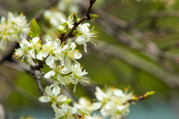 Spring. apple Trees in Blossom. flowers of apple. white blooms of blossoming tree close up. Beautiful spring blossom of apple cherry tree with white flowers.