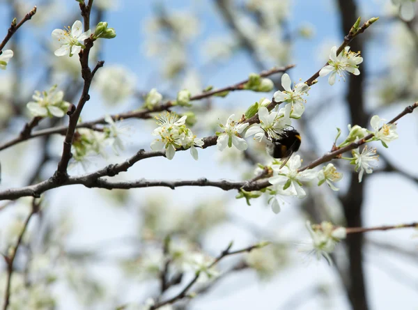 Printemps Pommiers Fleur Fleurs Pomme Les Fleurs Blanches Arbre Fleurissant — Photo