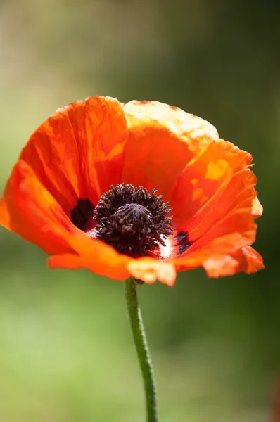 Papoula Uma Planta Herbácea Com Flores Vistosas Seiva Leitosa Cápsulas — Fotografia de Stock