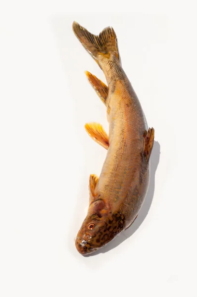 Diptychus Maculatus Fische Einem Gebirgsbach Gefangen — Stockfoto