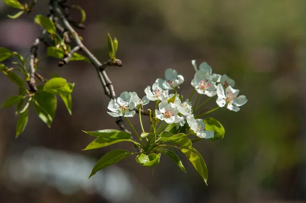 Primavera Macieiras Blossom Flores Maçã Flores Brancas Árvore Florescente Fecham — Fotografia de Stock