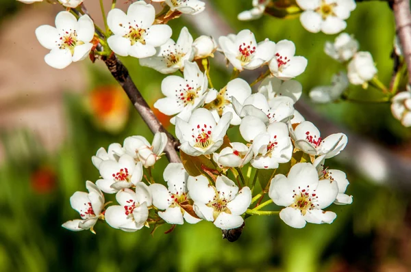 Spring. apple Trees in Blossom. flowers of apple. white blooms of blossoming tree close up. Beautiful spring blossom of apple cherry tree with white flowers.