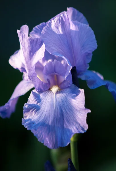 Iris Blomma Till Blomma Sängar — Stockfoto