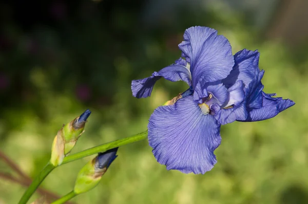 Gladiole Lys Épée Gladiole Heureux Une Plante Ancien Monde Famille — Photo