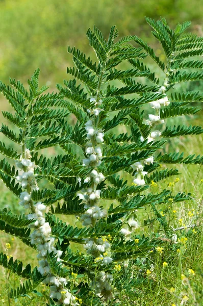 Astragalus Milkvetch Espinho Cabra Como Uma Videira Astrágalo Sieversiano Cazaquistão — Fotografia de Stock