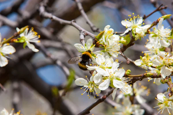 花にりんごの木 リンゴの花 開花木の白い花をクローズ アップ 白い花をつける桜りんごの木の美しい春の花 — ストック写真