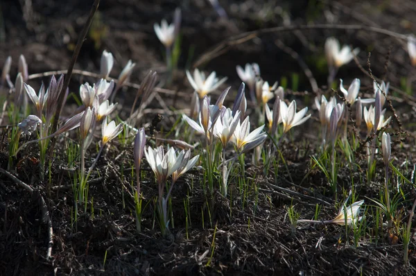 Caída Nieve Una Planta Europea Bulbosa Ampliamente Cultivada Que Lleva —  Fotos de Stock