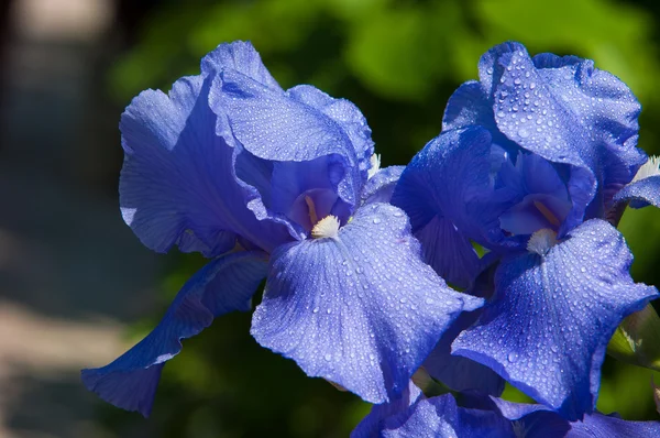 Gladiole Schwertlilie Gladiole Froh Eine Alte Weltpflanze Aus Der Familie — Stockfoto