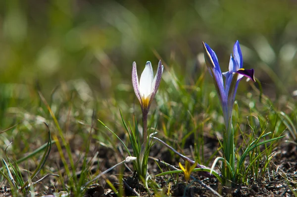 Iris Pumila Die Göttin Des Regenbogens Die Als Botschafterin Der — Stockfoto