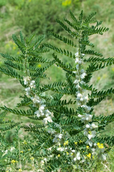 Astragalus Milkvetch Kozi Cierń Jak Winorośli Astragalus Sieversianus Kazachstan Tien — Zdjęcie stockowe