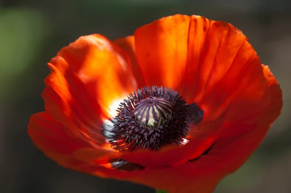 Poppy Växtart Med Granna Blommor Mjölkaktig Sap Och Rundade Frökapslar — Stockfoto