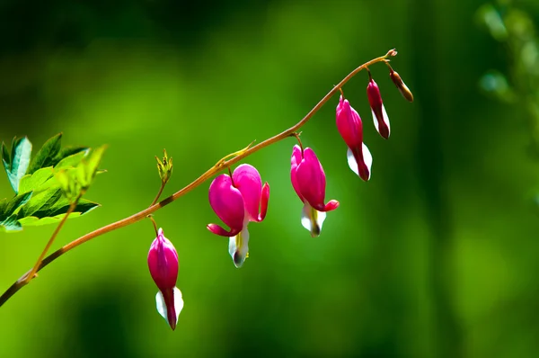 Lamprocapnos Spectabilis Bleeding Heart Asian Bleeding Heart Dutchman Breeches Lyre — Stock Photo, Image