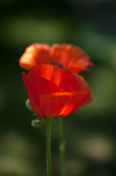 Poppy Een Kruidachtige Plant Met Opvallende Bloemen Melkachtig Sap Afgeronde — Stockfoto