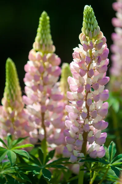 Lupine Lupin Plant Pea Family Deeply Divided Leaves Tall Colorful — Stock Photo, Image